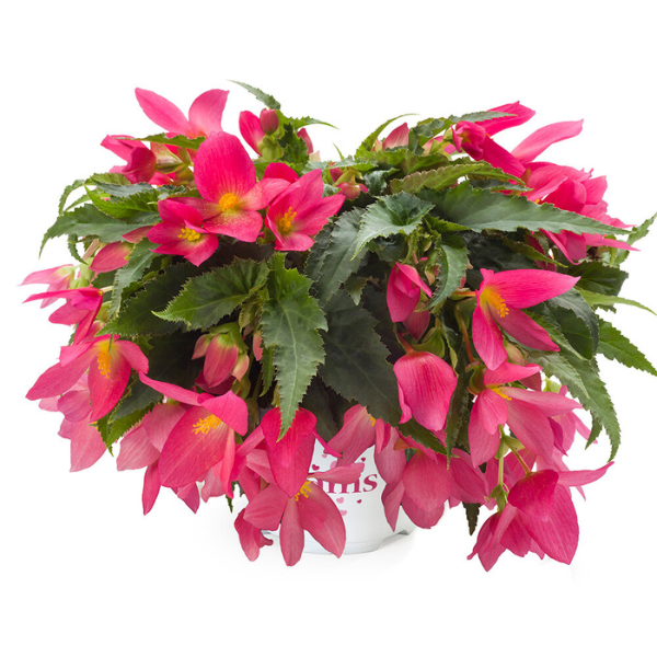Begonia boliviensis 'Beauvilia Hot Pink Imp'
