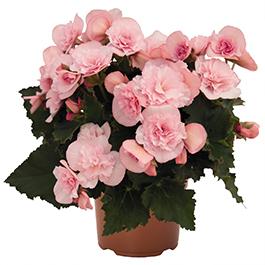 Begonia hiemalis 'Move2 Joy Pink'