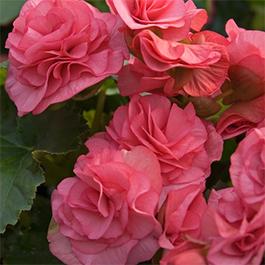 Begonia elatior 'Solenia Dusty Rose'
