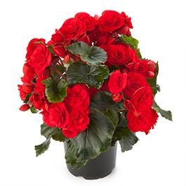 Begonia elatior 'Solenia Red Orange Imp'