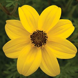 Bidens ferulifolia 'Mexican Gold Jumbo'