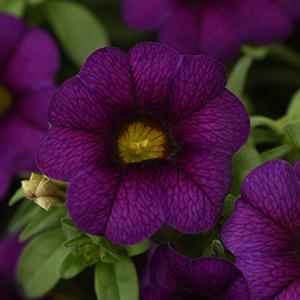Calibrachoa hybrida 'Minifamous Neo Dark Blue'