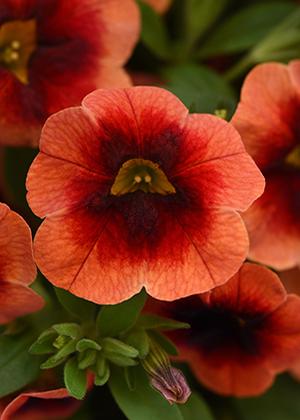 Calibrachoa hybrida 'Minifamous Neo Lava and Red Eye'