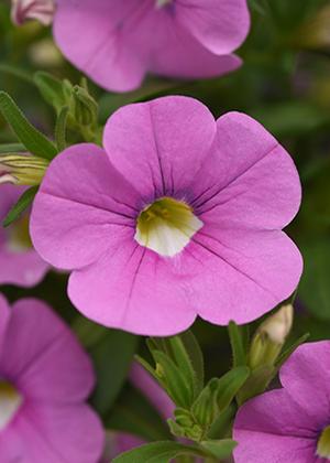 Calibrachoa hybrida 'Minifamous Neo Light Pink'