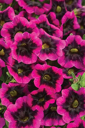 Calibrachoa hybrida 'Superbells Blackcurrant Punch'