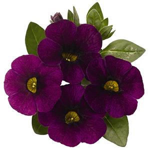 Calibrachoa Hybrida 'Aloha Midnight Purple'