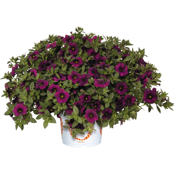 Calibrachoa Hybrida 'Aloha Midnight Purple'