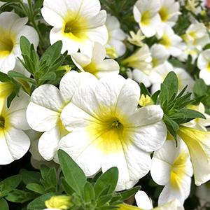 Calibrachoa Hybrida 'Aloha Kona Sunshine'