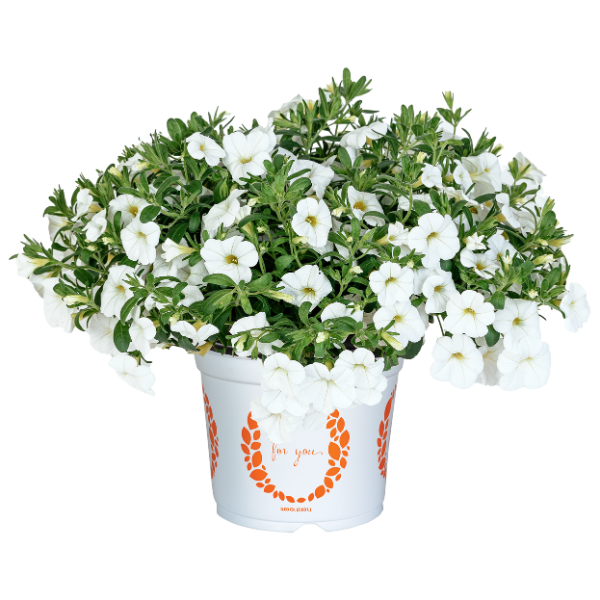 Calibrachoa Hybrida 'Aloha Kona White 24'