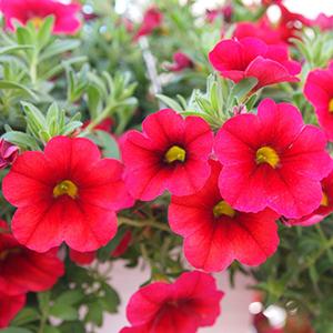 Calibrachoa Hybrida 'Bloomtastic Cherry'