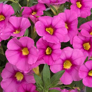 Calibrachoa Hybrida 'Bloomtastic Tiki Pink'