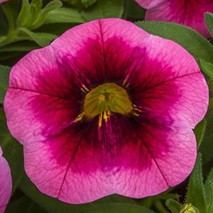 Calibrachoa hybrida 'Cabrio Eclipse Strawberry'