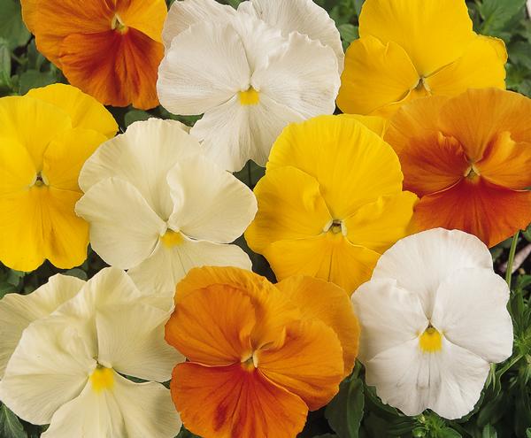 Pansy viola x wittrockiana 'Matrix Citrus Mix'