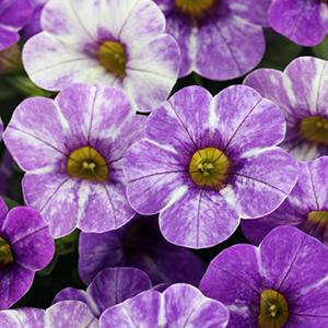 Calibrachoa hybrida 'Skywalker'