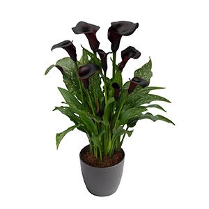 Calla Lilies zantedeschia rehmannii hybrida 'La Paz - Dark Purple/Black'