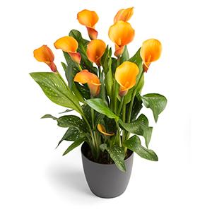 Calla Lilies zantedeschia rehmannii hybrida 'Morning Sun - Dark Orange'
