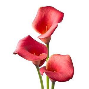 Calla Lilies zantedeschia rehmannii hybrida 'Red Emotion'