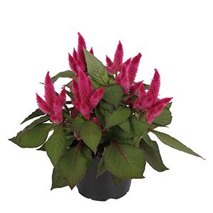 Celosia plumosa 'Kelos Atomic Neon Pink'