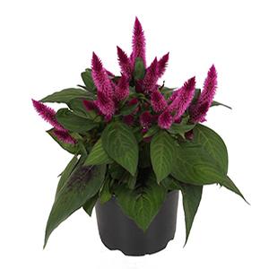 Celosia plumosa 'Kelos Atomic Violet'