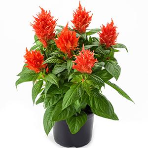 Celosia plumosa 'Kelos Fire Orange'