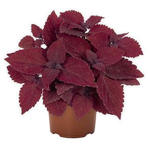 Coleus scutellarioides 'Main Street Beale Street'