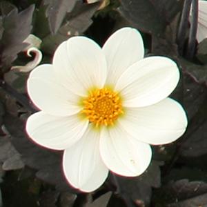 Dahlia pinnata 'Dahlegria White'