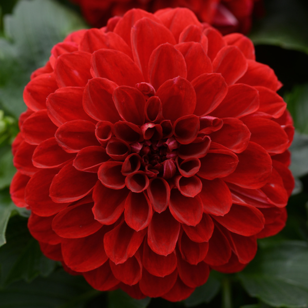 Dahlia hybrida 'Dalaya Vampire'