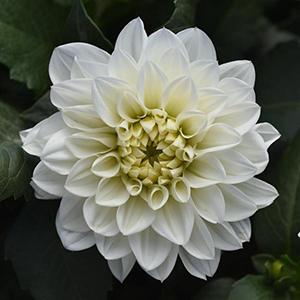Dahlia hybrida 'Dalaya White 26'