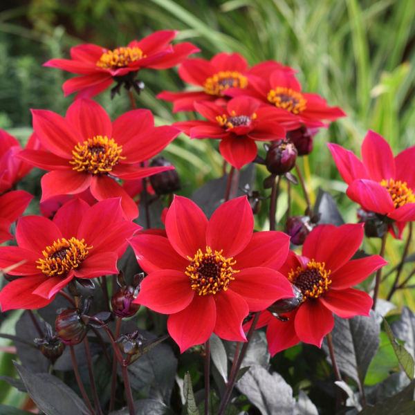 Dahlia hybrida 'Happy Days Cherry Red'