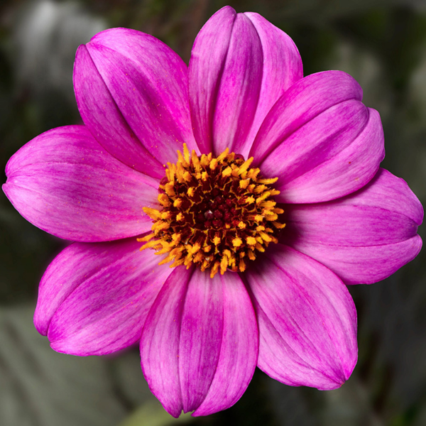Dahlia hybrida 'Happy Days Purple'