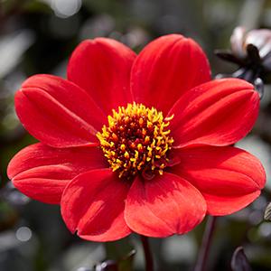 Dahlia hybrida 'Happy Days Scarlet'