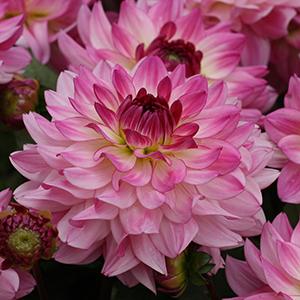 Dahlia hybrida 'Sincerity'