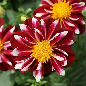 Dahlia hybrida 'Starsister Red & White'