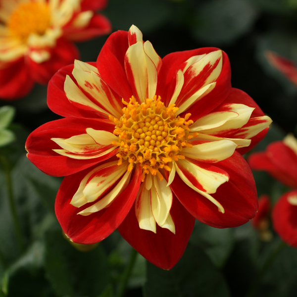 Dahlia hybrida 'Starsister Scarlet & Yellow'