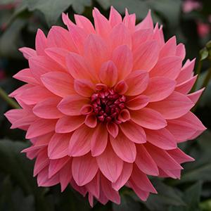 Dahlia hybrida 'Venti Passion Fruit'