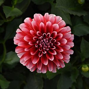 Dahlia hybrida 'Venti Red & White'