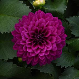 Dahlia hybrida 'Venti Royal Purple'