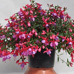 Fuchsia hybrid 'Windchimes Basket Rose/Purple'