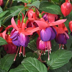 Fuchsia hybrid 'Windchimes Upright Rose/Purple'