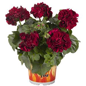 Geranium Ivy pelargonium peltatum 'Great Balls of Fire Merlot'