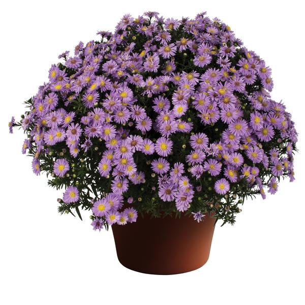 Aster Novi-Belgii 'Daydream Lavender'