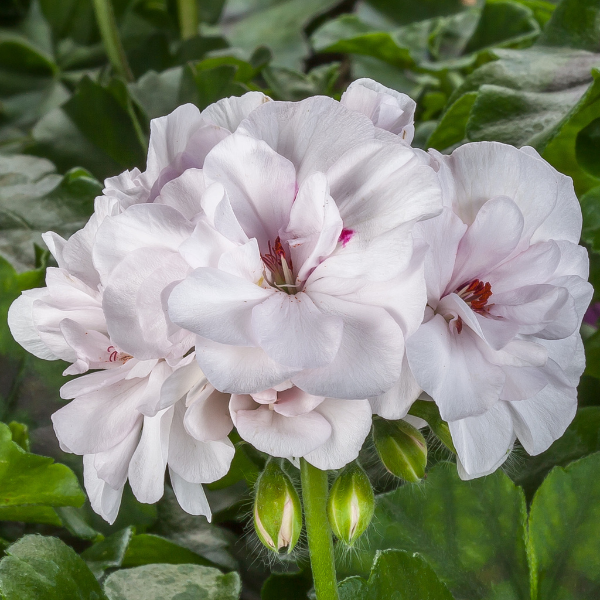 Geranium Ivy pelargonium peltatum 'Ivy League White Imp'