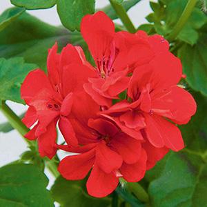 Geranium Ivy pelargonium peltatum 'Royal Brilliant Red'