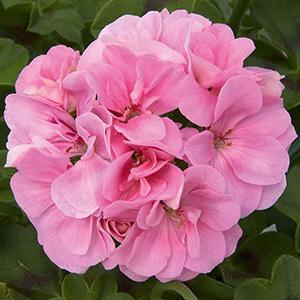 Geranium Ivy pelargonium peltatum 'Royal Light Pink'