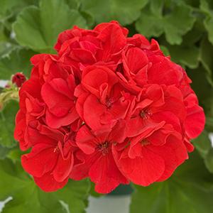 Geranium Zonal pelargonium zonale 'Maestro Idols Deep Red'
