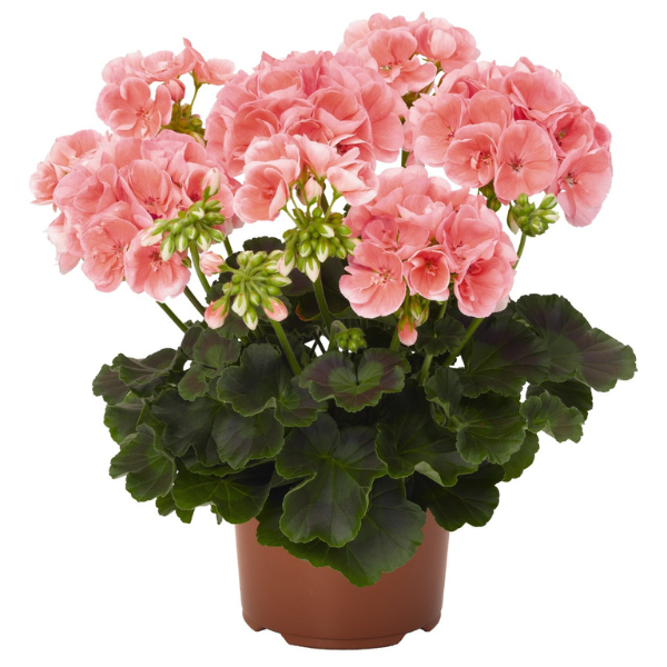 Geranium Zonal pelargonium zonale 'Maestro Idols Salmon 26'