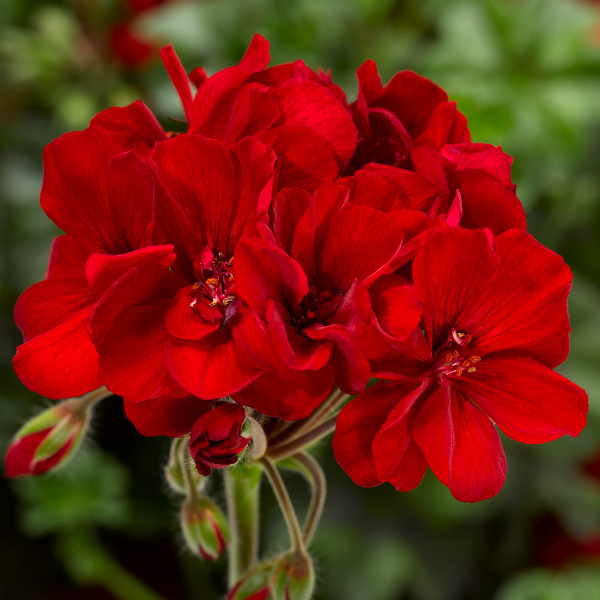 Geranium Hybrid 'Mojo Dark Red'
