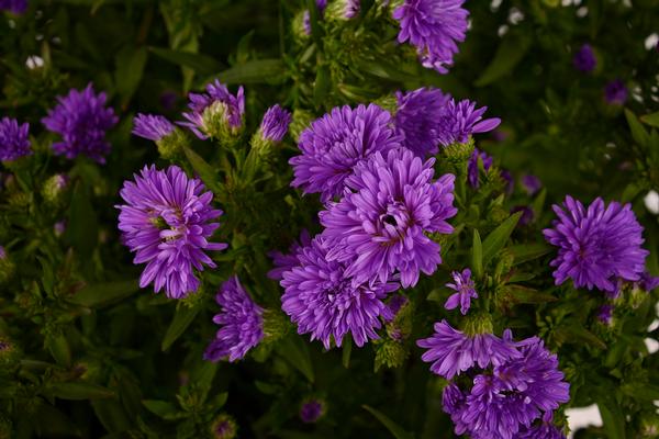 Aster Novi-Belgii 'Henry III Purple'