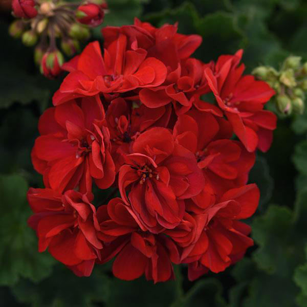 Geranium Zonal pelargonium zonale 'Moonlight Dark Red 26'