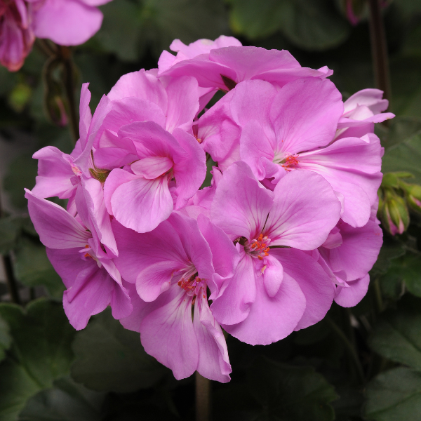 Geranium Zonal pelargonium zonale 'Moonlight Lavender 26'